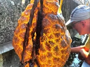 Laranja e fluorescente: o que é colônia encontrada em rio na Holanda