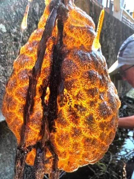 Colônia de briozoários encontrada na Holanda