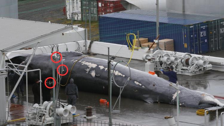 Quatro brasileiros são detidos na Islândia em abordagem a barco com ativistas contra caça às baleias