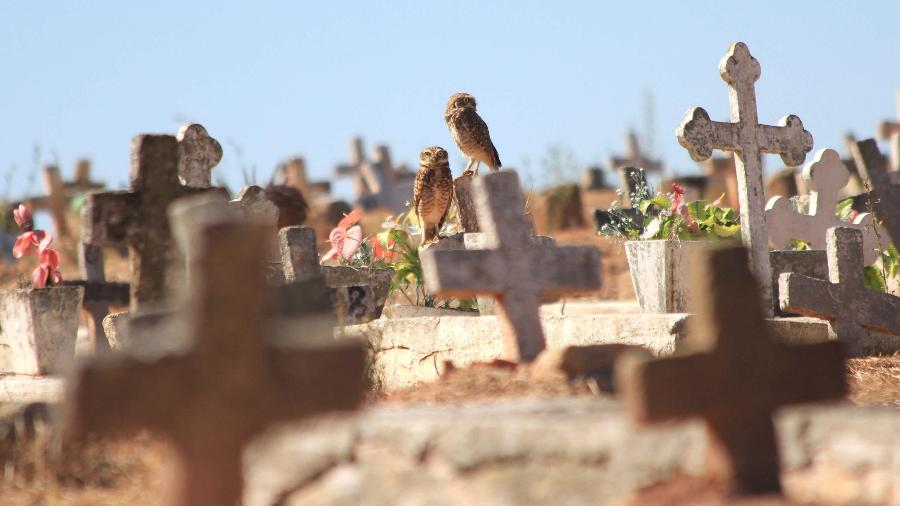 Área destinada aos sepultamentos de vítimas da covid-19 no Cemitério São Francisco Xavier, no Rio - Ellan Lustosa/Código19/Estadão Conteúdo
