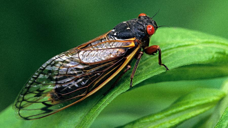 As cigarras levam de 13 anos a 17 anos para emergir do subsolo depois de nascer - Getty Images