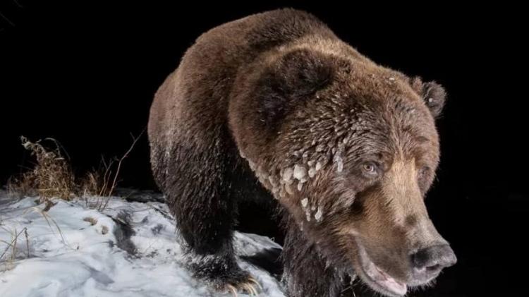 Ice Bear - GEOFFREY REYNAUD / NATURE TTL - GEOFFREY REYNAUD / NATURE TTL