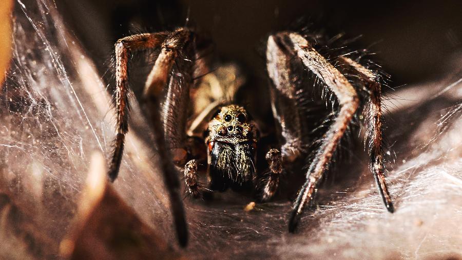 Aranha-armadeira é chamada de banana spider em inglês
