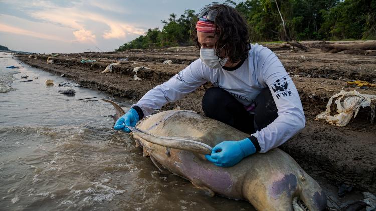 Pesquisadores fazem medição em botos mortos em Tefé (AM) em 2023