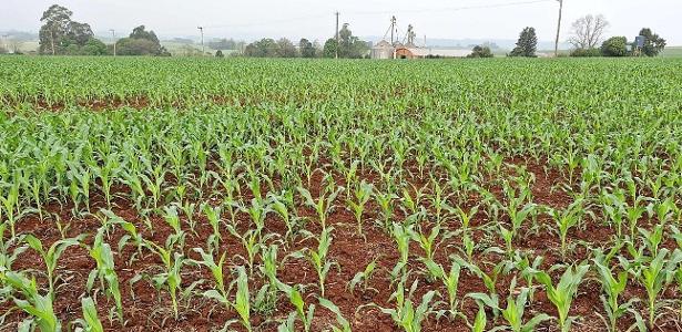 Taxa a parceiros do Irã, maior comprador do milho nacional, ameaça o Brasil