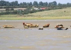 Rio Tâmisa tem focas e baleias 50 anos após 