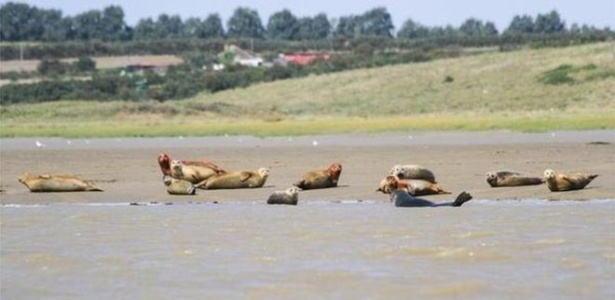 Cientistas da ZSL calculam que quase 700 focas comuns vivam no estuário do Tâmisa  - ZSL