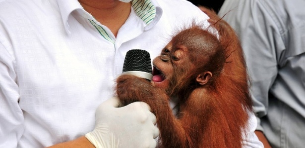 Policial carrega um filhote de orangotango durante ação contra o tráfico de animais selvagens na Indonésia - Reuters