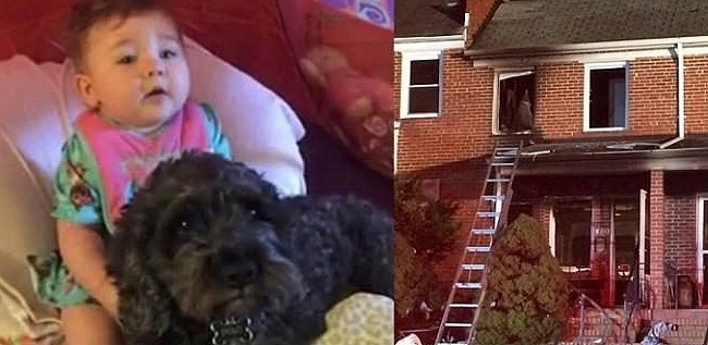 Bebê salva por cão em incêndio nos EUA - Reprodução/WBAL-TV e Facebook/Baltimore Fire Department