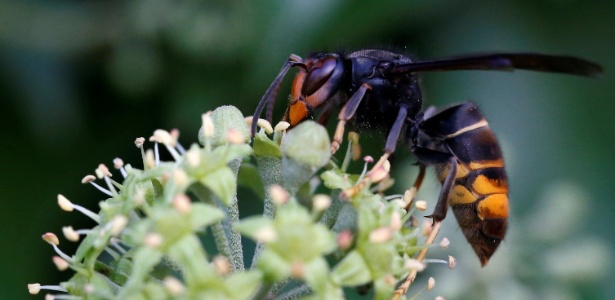 Algumas espécies de vespa são os insetos com as picadas mais doídas no mundo dos insetos