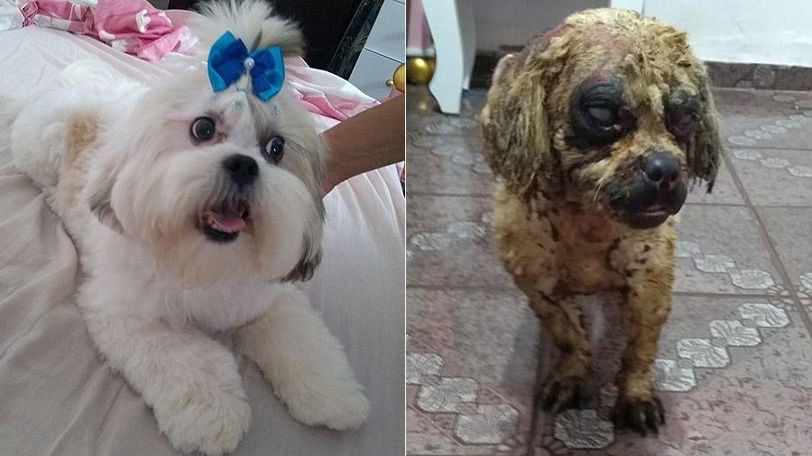 Bolinha antes e depois de ser atacada com ácido em São Manuel (SP) - Arquivo pessoal