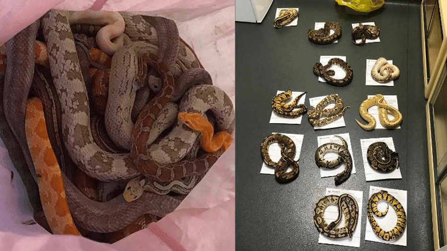 29 cobras foram abandonadas em quartel de bombeiros na Inglaterra,  enroladas em uma fronha; caso é mistério  - Reprodução RSPCA