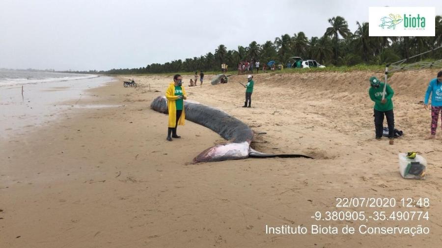 Baleia salva por voluntários reaparece morta em praia de Alagoas - Divulgação/Instituto Biota de Conservação