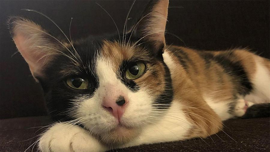 Lilly, a gata da foto, é portadora de necessidades especiais e chegou à família durante a pandemia - Divulgação/Cat Adoption Team