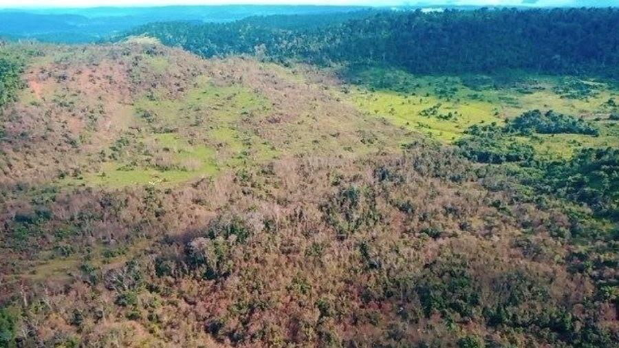 Área de floresta em que fiscais do Ibama identificaram despejo aéreo de agrotóxico para acelerar desmatamento  - O Fiscal do Ibama/Twitter