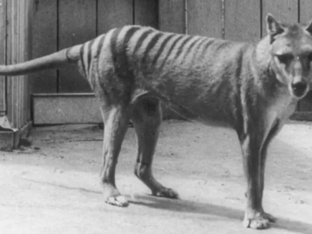 Apareceu um TIGRE em minha sala! Essa é a NOVIDADE da pesquisa do