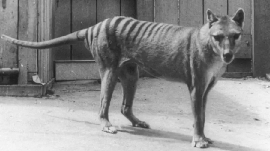 Um dos últimos tigres-da-Tasmânia conhecidos retratado no Zoológico de Hobart - GETTY IMAGES