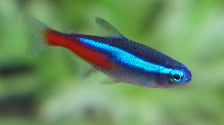 As cores do peixe tetra neon, muito comum em aquários domésticos, são resultado da refração da luz - Reprodução/Wikimedia Commons/Corpse89 - Reprodução/Wikimedia Commons/Corpse89
