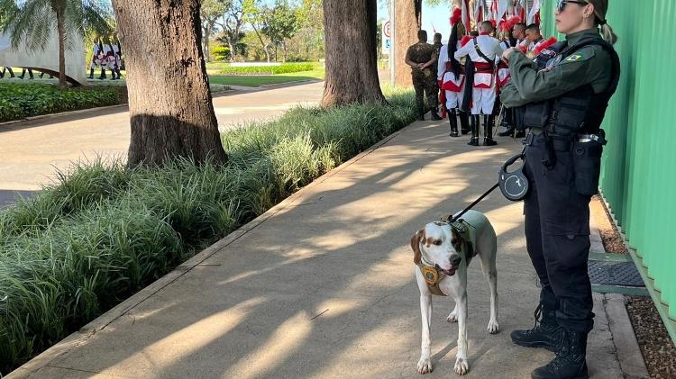 A segurança no STF foi reforçada para a posse de Zanin, com cães farejadores