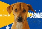 Ícone brasileiro: Propaganda com vira-lata caramelo ganha Ouro em Creative Strategy