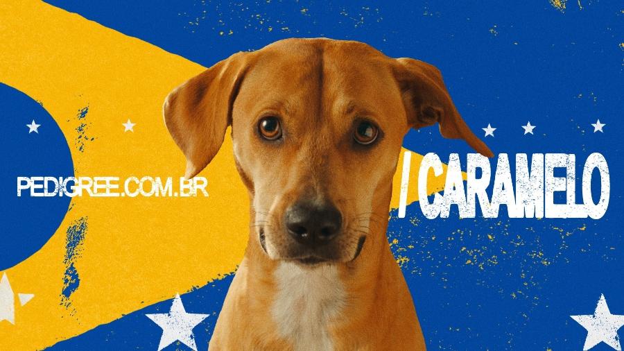 Agência AlmapBBDO usou o vira-lata caramelo para lançar campanha da Pedigree Agência AlmapBBDO usou o vira-lata caramelo para lançar campanha da Pedigree