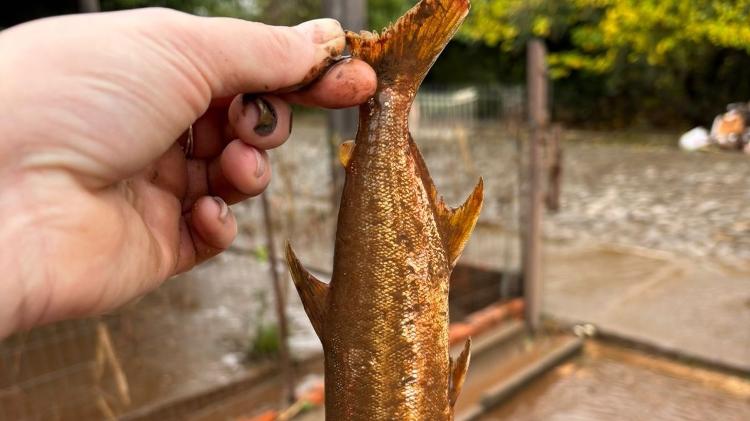 Moradora acha até peixe no quintal de casa após enchente em Jaguari (RS), que decretou estado de calamidade pública Moradora acha até peixe no quintal de casa após enchente em Jaguari (RS), que decretou estado de calamidade pública