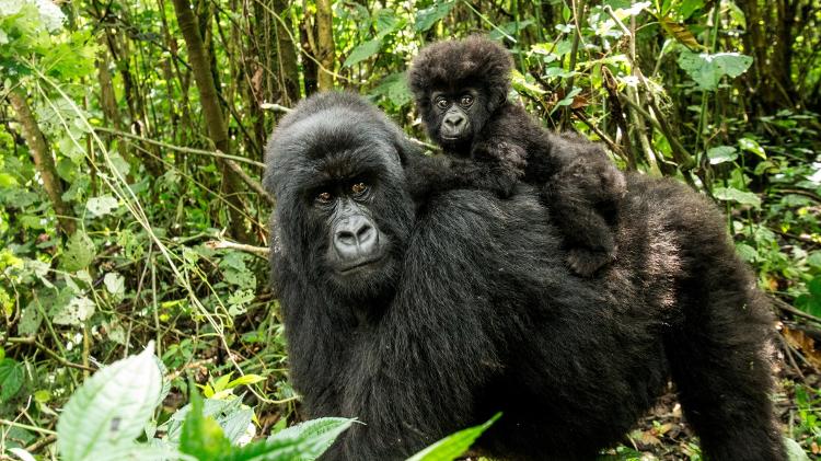Mãe e bebê gorila-das-montanhas na República Democrática do Congo