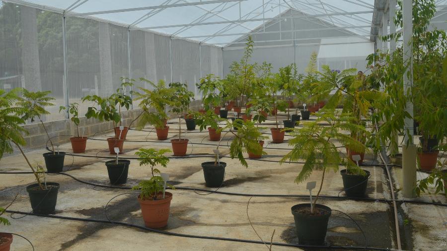 Arvores cultivadas pela Universidade Federal de Viçosa - Divulgação/Universidade Federal de Viçosa
