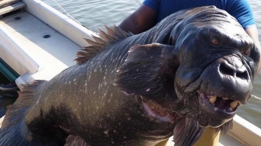 O peixe-gorila -- que só existe no Photoshop de seu criador - Reprodução/Twitter