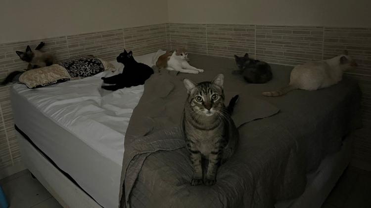 Os seis gatos de Júlia estão em segurança em Imbé