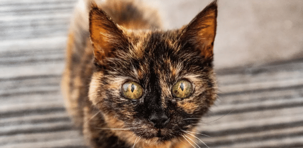 Gata de 31 anos tenta entrar para o Guinness como a mais velha do mundo