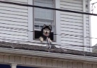 Bombeiros resgatam o mesmo cachorro de telhado duas vezes em uma hora - Facebook/ Nanticoke City Fire Department