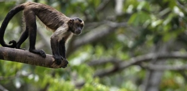 Declínio de vertebrados - mamíferos, peixes, aves, répteis e anfíbios - é uma das preocupações levantadas pelo relatório - AFP - AFP