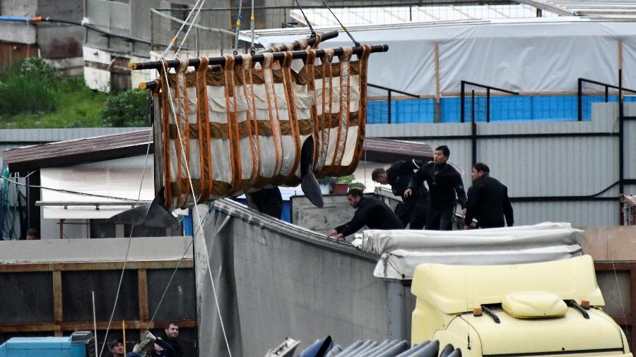 Operação para resgatar orcas e belugas mantidas em cativeiro na Rússia - Reuters