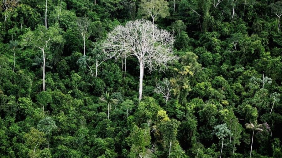 Floresta Amazônica, em foto de arquivo - GETTY IMAGES