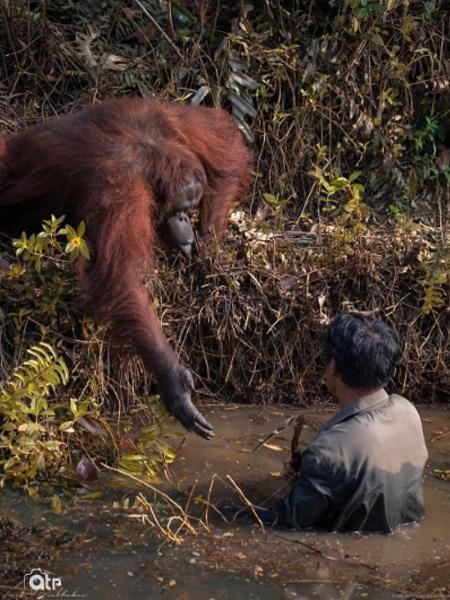 Orangotango estende a mão para guarda  - Reprodução/Instagram/anil_t_prabhakar