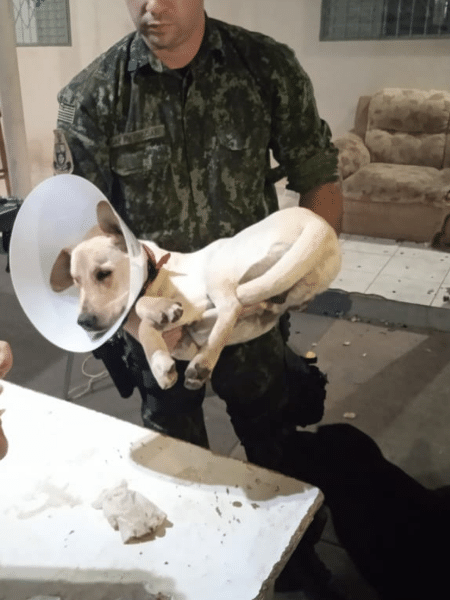 Cachorro foi resgatado na segunda (14) com sinais de maus-tratos - Reprodução/Polícia Militar Ambiental de Presidente Prudente