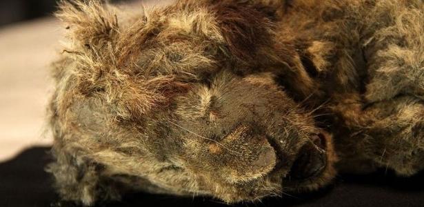 The cave lion in Siberia has been frozen for 28,000 years