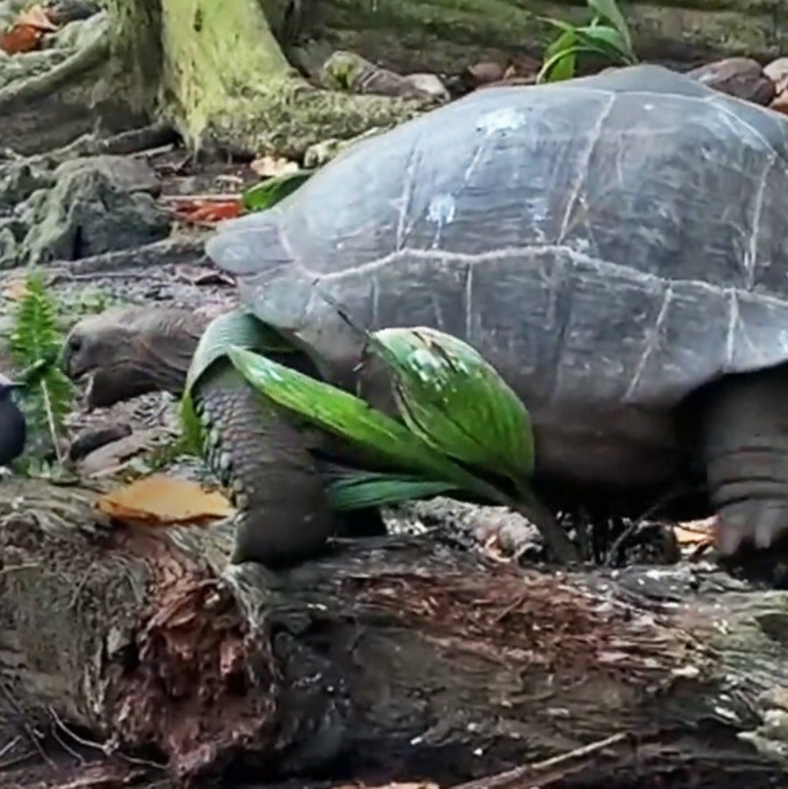 Vídeo inédito revela tartaruga gigante agindo como predadora de aves