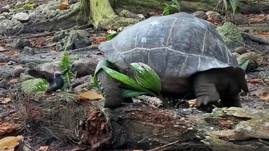 Descobrir que as tartarugas gigantes, consideradas herbívoras, também são predadoras surpreendeu os cientistas - Reprodução/Anna Zora/Fragate Island Foundation