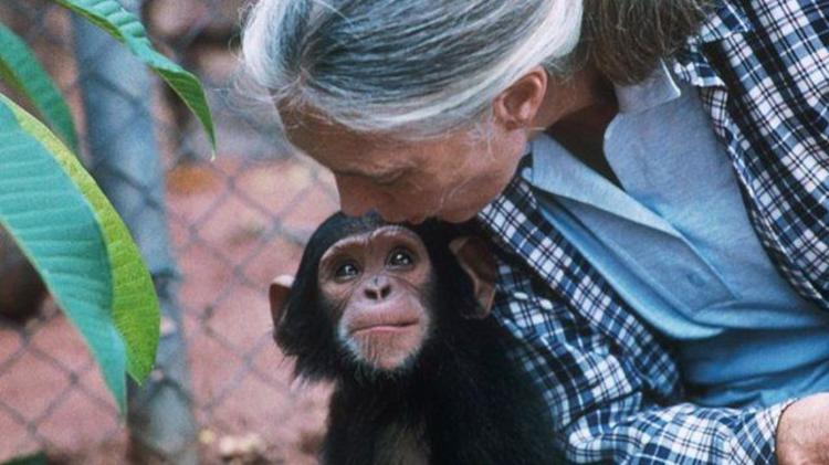 O amor de Goodall pelos animais, especialmente os chimpanzés, a levou a se tornar uma ativista - SCIENCE PHOTO LIBRARY - SCIENCE PHOTO LIBRARY