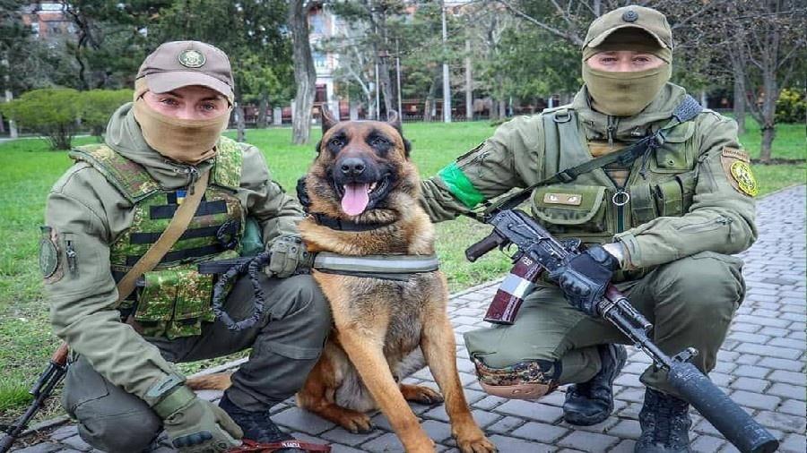 Cão Max ao lado de combatentes ucranianos - Reprodução/Twitter