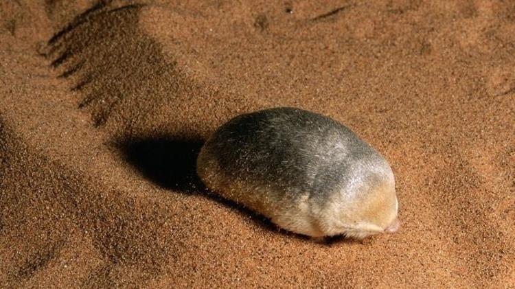 A toupeira-dourada do deserto da Namíbia possui ossículos maiores nos ouvidos, talvez para ajudá-las a ouvir as presas que 'nadam' na areia. - Minden Pictures/Alamy - Minden Pictures/Alamy