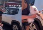 PM quebra vidro para salvar cadela presa por 1 h em carro no PR; veja - Reprodução/X