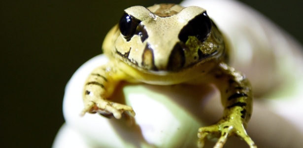 Um sapo "stuttering barred" é fotografado na exposição "World of Frogs", no Zoológico de Melbourne, na Austrália - Tracey Nearmy/EFE