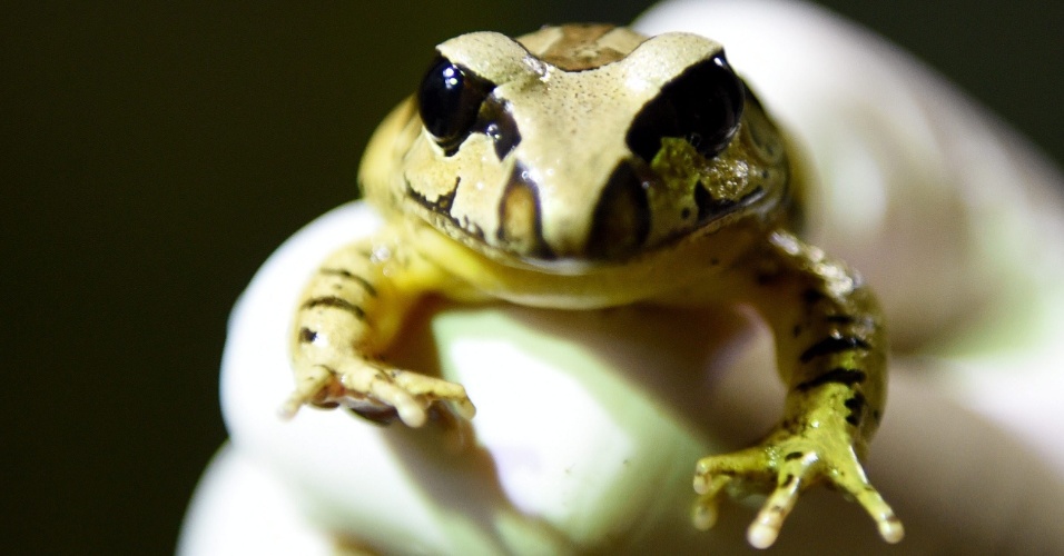 18.set.2015 - Um sapo "stuttering barred" na exposição "World of Frogs" no Zoológico de Melbourne na Austrália