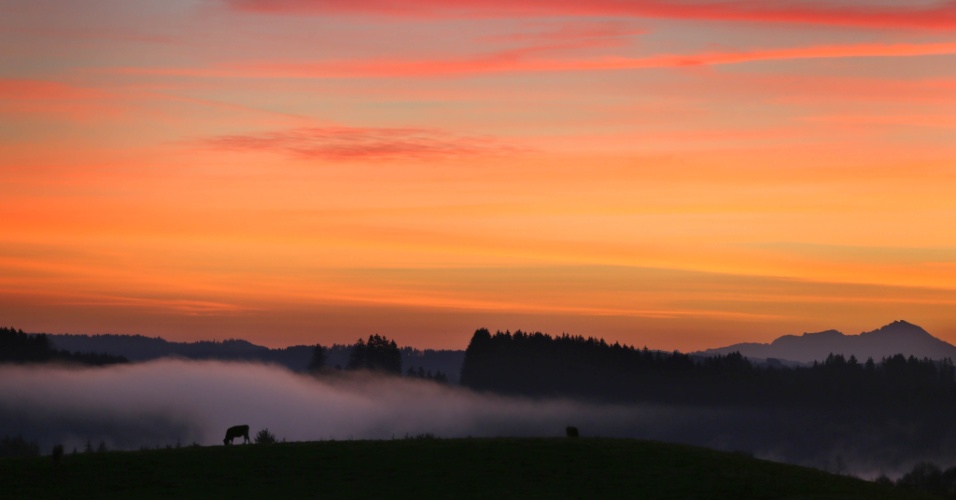 12.nov.2015 - Vacas pastam ao nascer do sol em Lechbruck, na Alemanha
