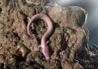 Salamandra cega que vive em caverna vira atração na Eslovênia - Dragan Arrigler