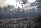 Desmatamento da Amazônia, que já esteve sob controle, retorna com força