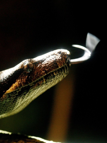 Cobra da espécie jiboia é encontrada em carro no DF - REUTERS/Juan Carlos Ulate